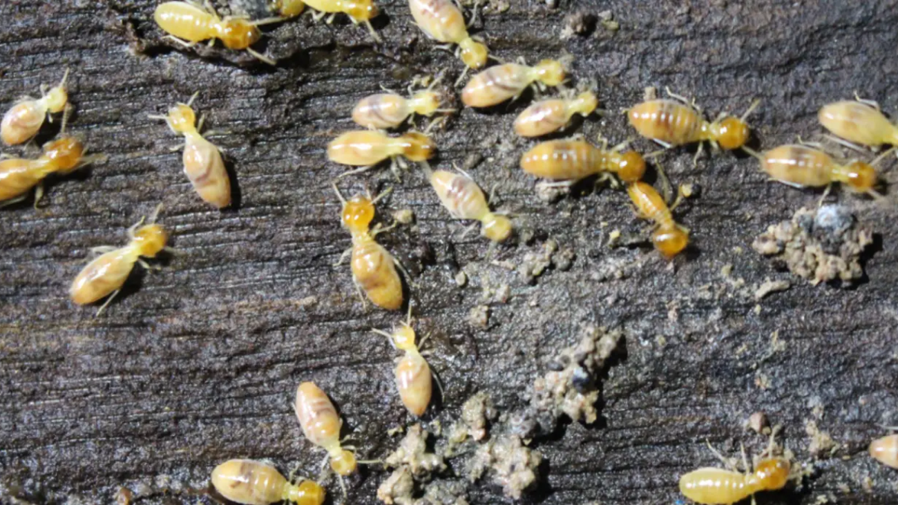 What a Termite Specialist in Sydney Can Do That DIY Can’t