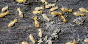What a Termite Specialist in Sydney Can Do That DIY Can’t