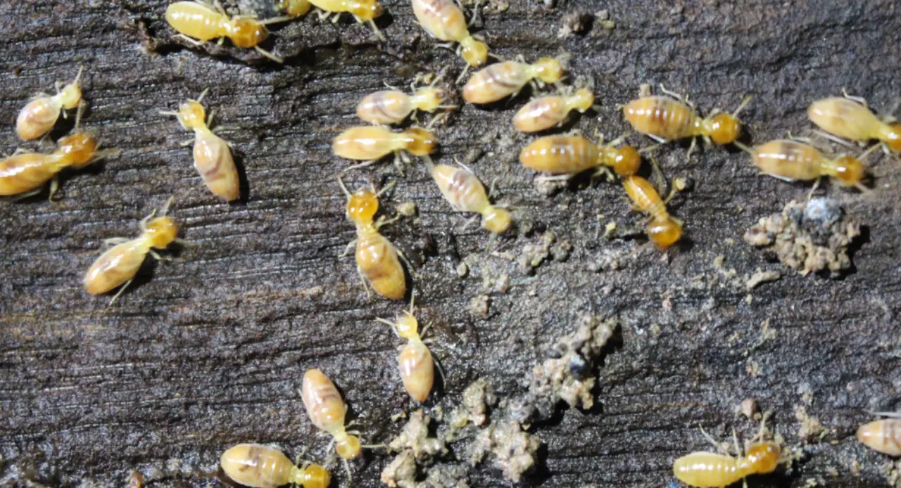 What a Termite Specialist in Sydney Can Do That DIY Can’t