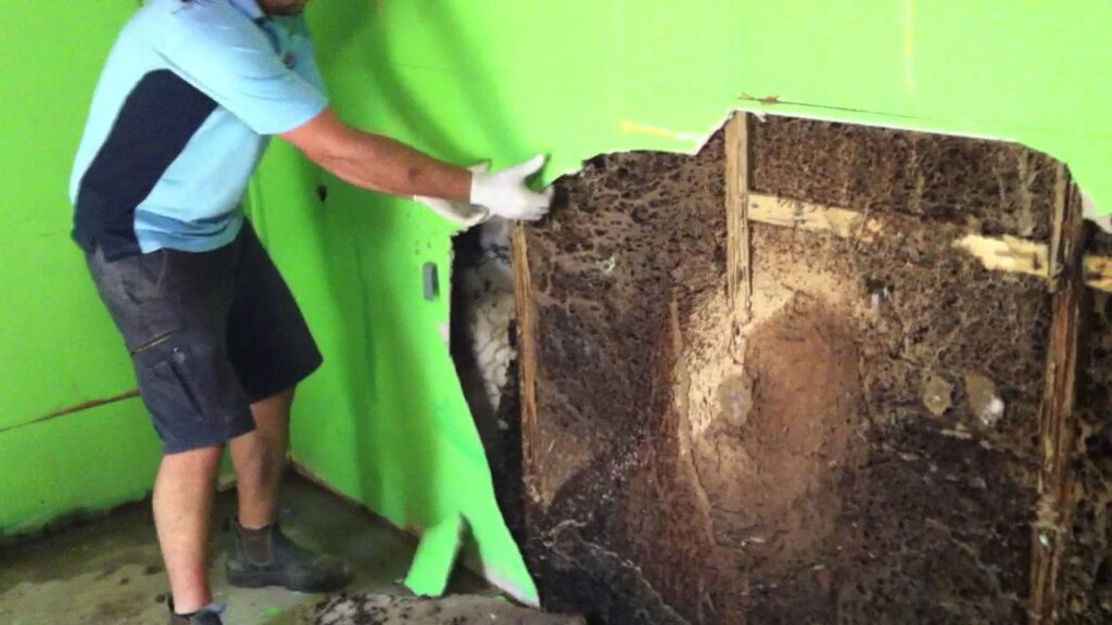 What a Termite Specialist in Sydney Can Do That DIY Can’t